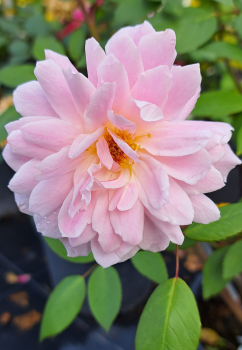 Englische Kletterrose Mary Delany ® Ausorts ® Austin, 2002 - Co. 5 L