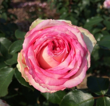 NEU - Edelrose  Meine Rose ® , KORethoro, Kordes, 2021, ADR-Rose - Co. 5 L