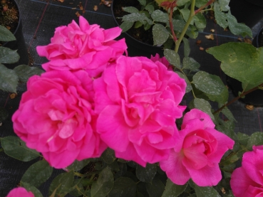 Preview: Beetrose Melrose, kräftig rosa, starker Duft, RVS, 1985 - Co. 5 L