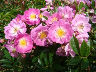 NEU - Moschata-Rose Millie Fleur ®, Lens Roses, 2021 - Bienenweide