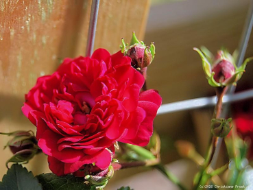 Preview: Kletterrose Momo ® , Noack, 1994 - Wurzelware