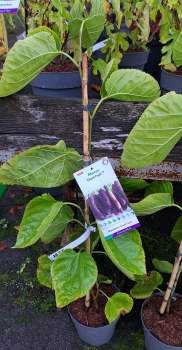 Maulbeere Giant Fruit ®, süße, eßbare Früchte, 40-60 cm hoch - Co. 3 Liter