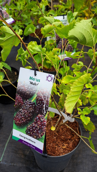 Zwerg-Maulbeere Mulle, eßbare Früchte, 40-50 cm hoch - Co. 3 Liter