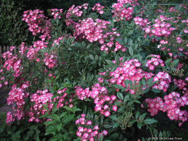 Preview: Strauchrose Mozart ® , Lambert ,1937 - Wurzelware
