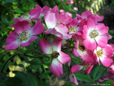 Preview: Strauchrose Mozart ® , Lambert ,1937 - Wurzelware