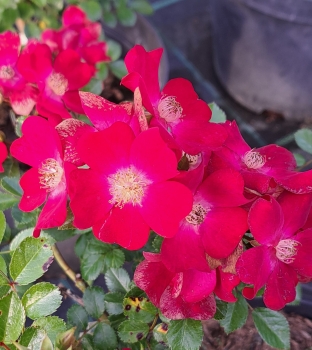 Preview: Strauchrose  Myka, Marco Braun, vor 2014 - Co. 7,5 L