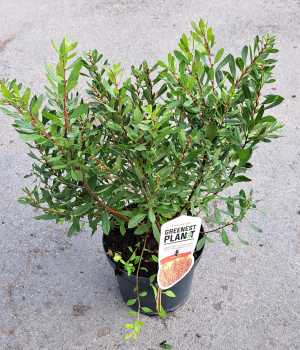 Preview: Gagelstrauch, Myrica gale, für feuchte Standorte, 30-40 cm, Co. 3,5 L