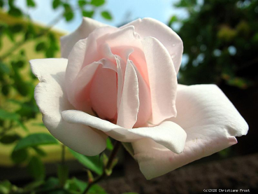 Preview: Kletterrose New Dawn ,  Somerset Nursery, 1930 - Wurzelware