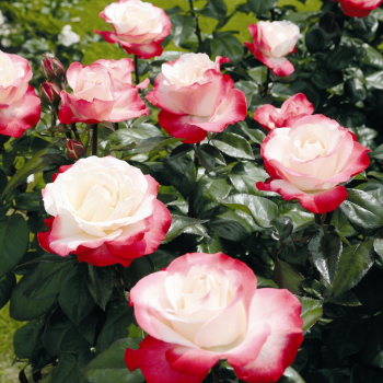 Preview: Edelrose  Nostalgie ® Taneiglatt ® ,Tantau  1996 - Wurzelware