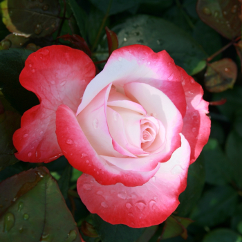 Preview: Edelrose  Nostalgie ® Taneiglatt ® ,Tantau  1996 - Wurzelware