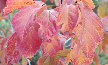 Eisenholzbaum - Parrotia persica - schönste Herbstfärbung - 50-60 cm hoch - Co. 3,5 LCo.