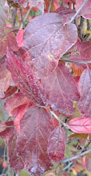 Preview: Eisenholzbaum - Parrotia persica - schönste Herbstfärbung - 50-60 cm hoch - Co. 3,5 LCo.