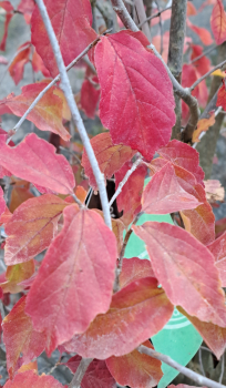 Preview: Eisenholzbaum - Parrotia persica - schönste Herbstfärbung - 50-60 cm hoch - Co. 3,5 LCo.