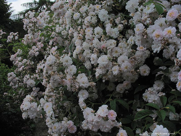 Preview: Historische Ramblerrose  Paul `s Himalayan Musk Rambler   Paul , 1916 - Wurzelware