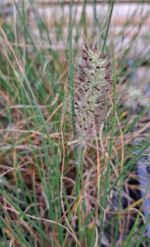 Preview: Kleines Lampenputzergras Little Bunny, Co. 2 L