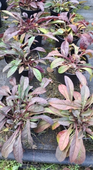 Preview: Fingerhutförmiger Bartfaden Husker's Red , Co. 2 L