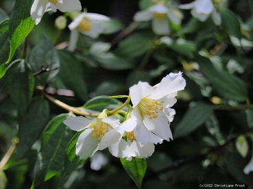 Bauernjasmin / Pfeifenstrauch - offene, weiße Blüten, Insektenweide -  40-60 cm hoch - Co. 5 L