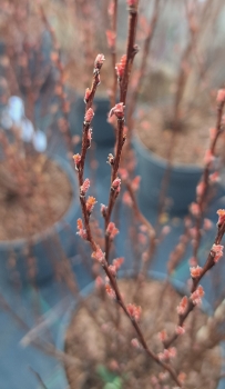 Preview: NEU - Buntblättrige Blasenspiere Magical ® Sweet Cherry Tea - mehrfach blühend - 40-60 cm hoch - Co. 7,5 L