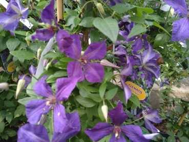 Clematis viticella Polish Spirit, purpurblau, 40-50 cm hoch, Co. 2 L