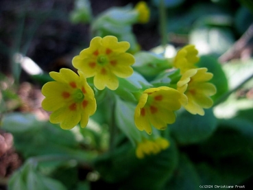 6 x Echte Schlüsselblume, gelb, duftend - Tb 9