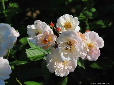 Preview: Moschata-Rose Queen of the Musks ,  Paul, 1913 - Co. 7,5 L
