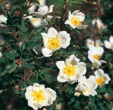 Preview: Dünenrose / Bibernellrose - Rosa pimpinellifolia - Wildrose - Wurzelware