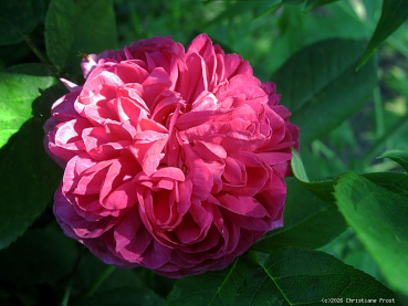 Preview: Historische Rose  Rose de Resht  ,  vor 1900 , Co 5 L