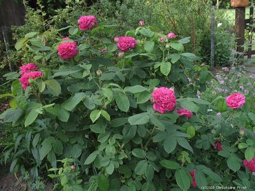 Preview: Historische Rose  Rose de Resht  ,  vor 1900 , Co 5 L