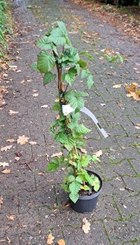 Tayberry - Kreuzung aus Brombeere + Himbeere - 40-60 cm, Co. 3 L