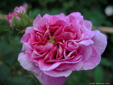 Preview: Historische Ramblerrose Russelliana , vor 1826 - Wurzelware