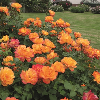 Strauchrose Sahara ® ,  TANarasah ® Tantau, 1996 - Co. 5 L
