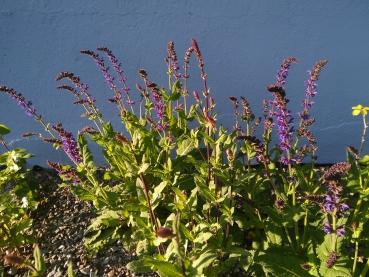 Zier-Salbei Caradonna - dunkelviolett - TB 11