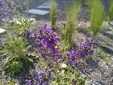 Preview: Wiesen-Salbei , violettblaue Bienenweide, sonnig und trocken - Tb 11