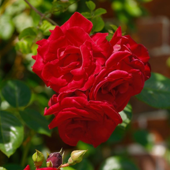 Preview: Kletterrose Santana ® , Tanklesand ® , Tantau, 1985 - Wurzelware