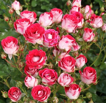 Preview: Beetrose Schöne Koblenzerin  ® , Korburox ® Kordes, 2011 -  Co. 5 L