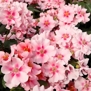 Preview: Beetrose SEE YOU ® in pink,  Kordes, 2019, ADR-Rose - Co. 5 L