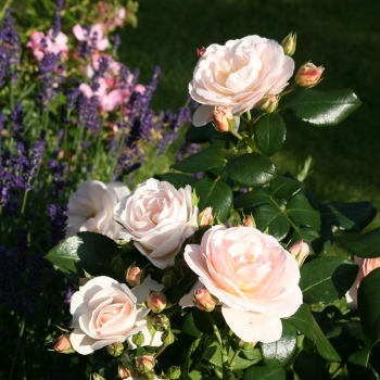 Preview: Beetrose Sirius ®, TAN05415 ® Tantau, 2005 / 2013 - ADR-Rose - Co. 5 L