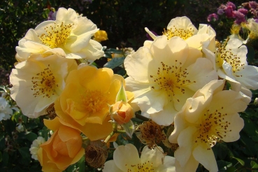 NEU - Strauchrose Smiling Sun ®, Lens Roses, 2020, gelb