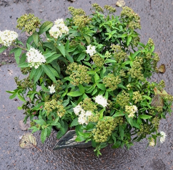 Preview: Weiße Sommer-Spiere Albiflora - 15-20 cm - Co. 2 L