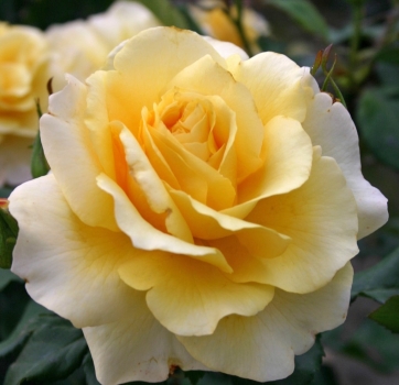 Edelrose Sunny Sky ® KORaruli ® , Kordes, 2009, ADR-Rose - Co. 5 L