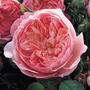 The Alnwick Rose