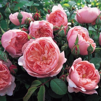 Englische Rose The Alnwick Rose ®  Ausgrab ® Austin, 2001 - Co. 7,5 L