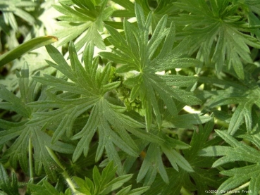 Preview: 3 x Storchschnabel Tiny Monster - purpurviolett - Tb 9