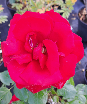 Strauchrose Ulmer Münster ®  Kortello ® Kordes, 1982 - Co. 5 L