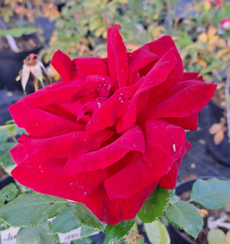 Preview: Strauchrose Ulmer Münster ®  Kortello ® Kordes, 1982 - Co. 5 L