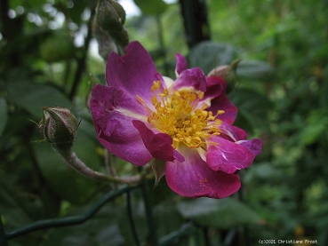 Preview: Historische Ramblerrose Veilchenblau, Schmidt, 1909, Co. 7,5 L - für den Schatten