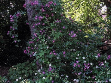 Preview: Historische Ramblerrose Veilchenblau, Schmidt, 1909, Co. 7,5 L - für den Schatten