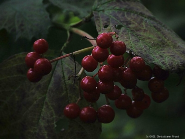 Preview: Gemeiner Schneeball - Blütenstrauch - 60-100 cm - 2 - 3 Triebe - Wurzelware