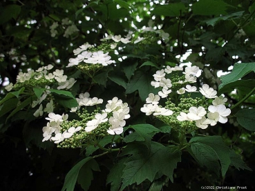 Preview: Gemeiner Schneeball - Blütenstrauch - 60-100 cm - 2 - 3 Triebe - Wurzelware
