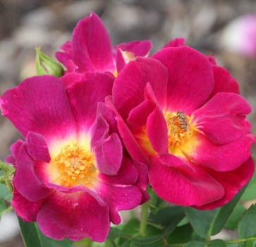 Preview: Bodendeckerrose  Weg der Sinne ®  Korwedesi ® , Kordes 2015 - ADR-Rose - Wurzelware